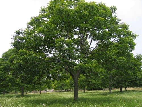 árbol de castaño