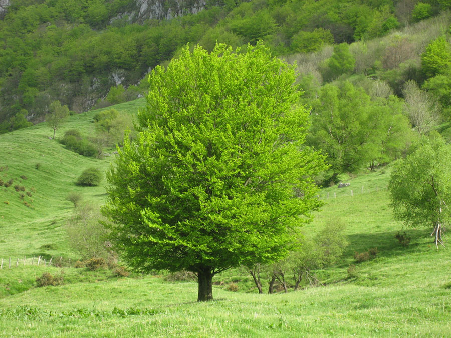 árbol de haya