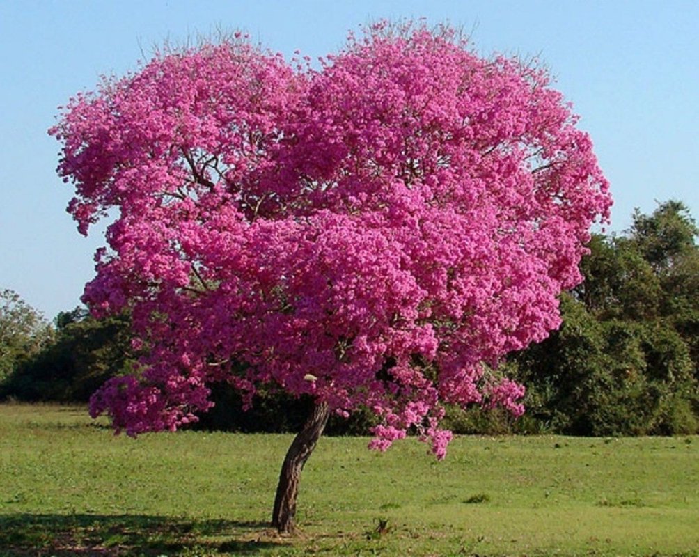 árbol de lapacho